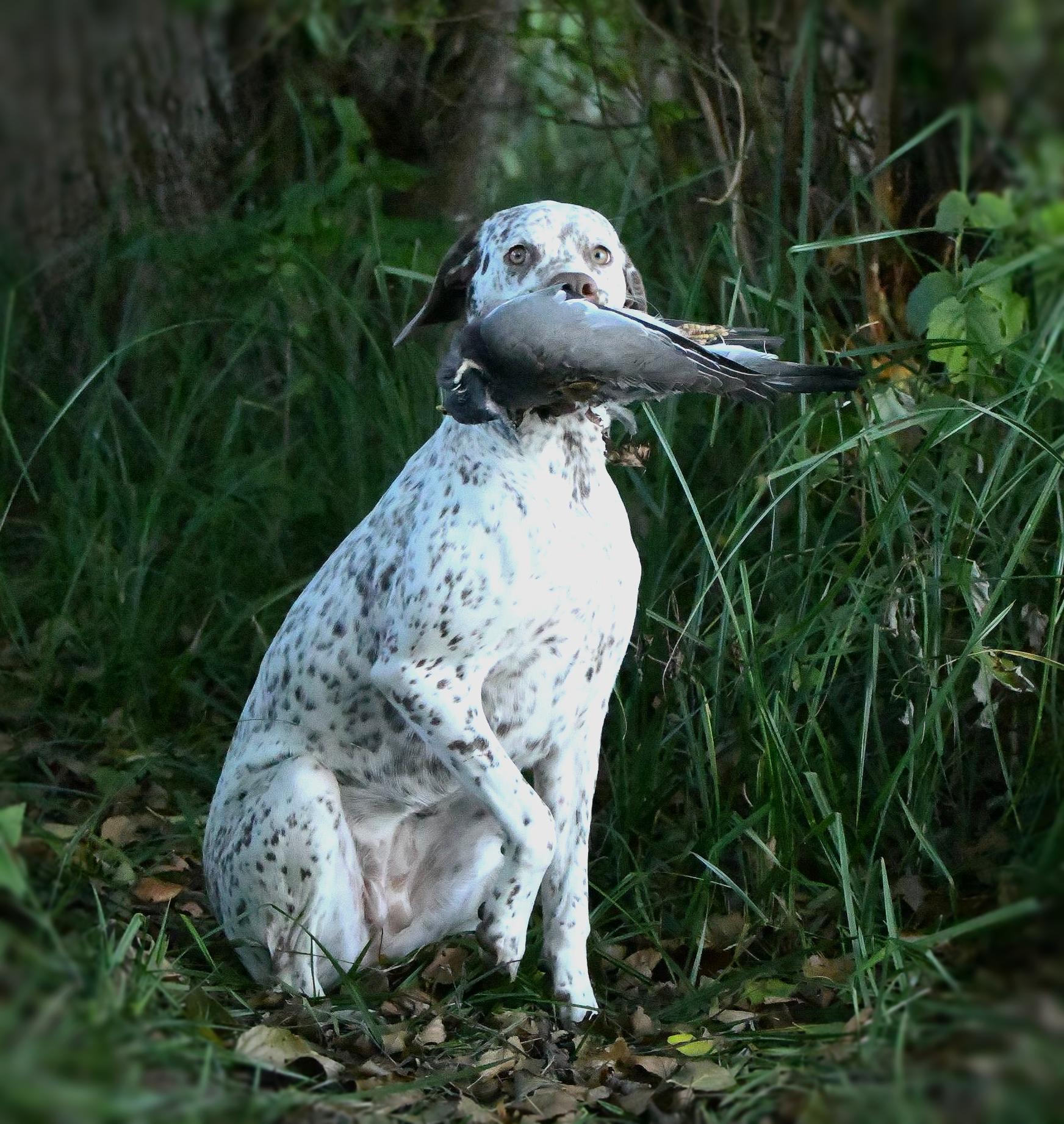 Braque du Bourbonnais (Felicia Fleur8 Monate)