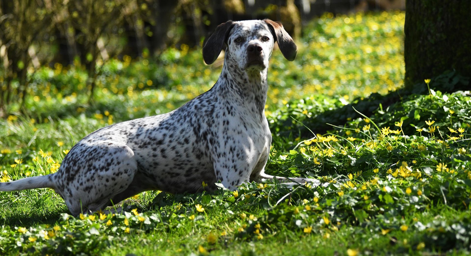 Felicia Fleur vom Elstermann Hof