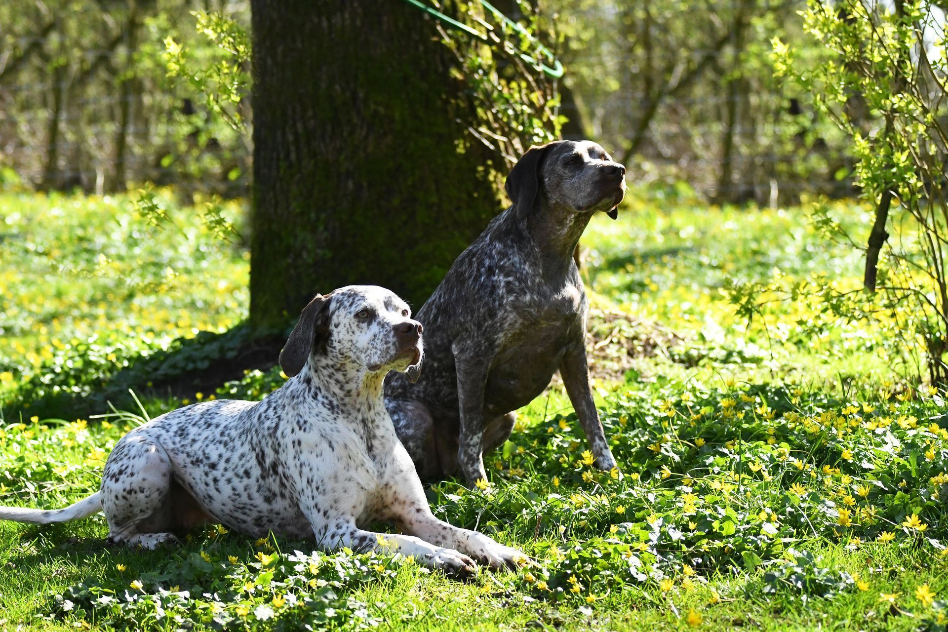 Felicia Fleur vom Elstermann Hof, Emy Elisa vom Elstermann Hof