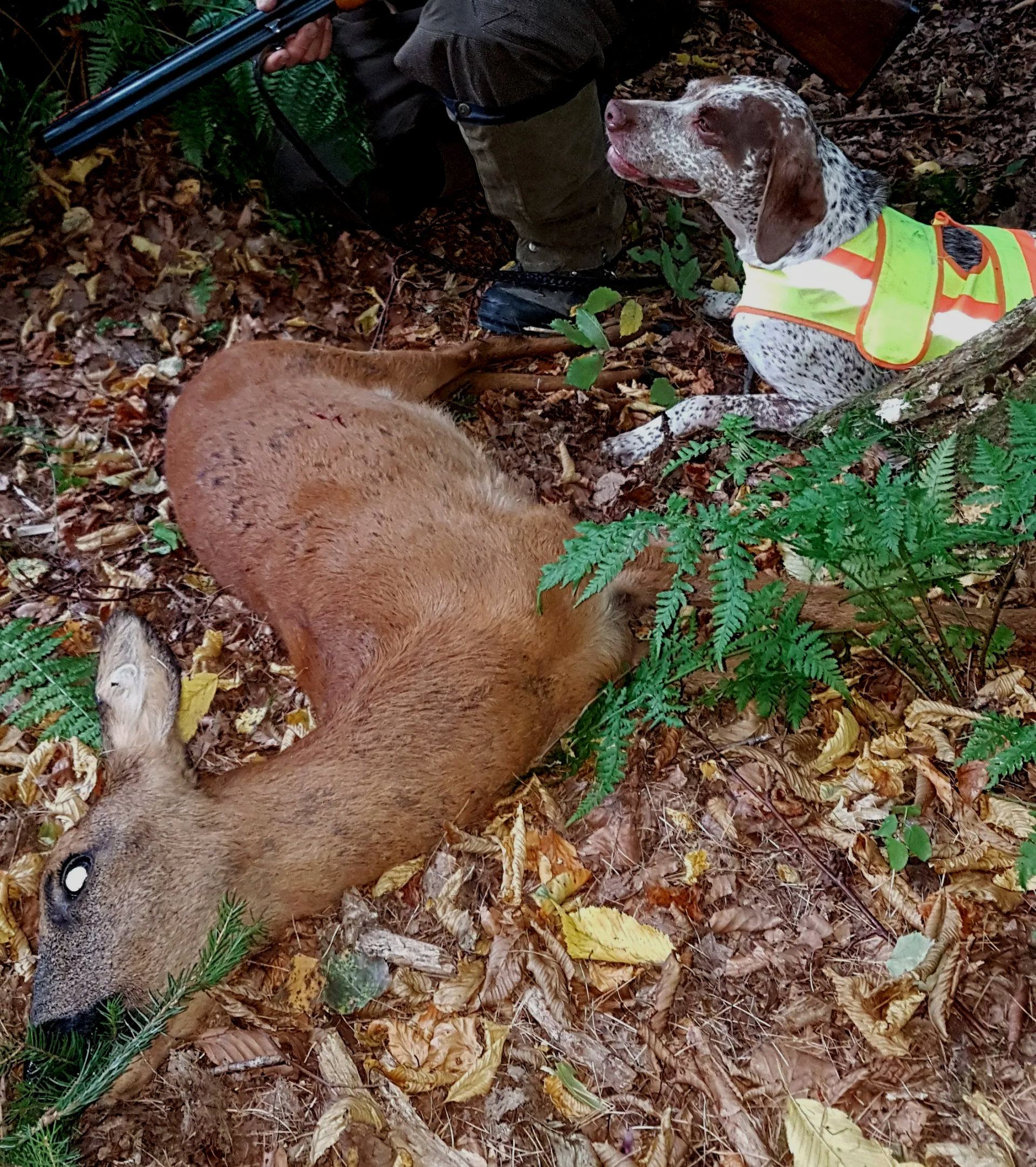 Braque du Bourbonnais Welpe apportiert Emy Elisa vom Elstermann Hof
