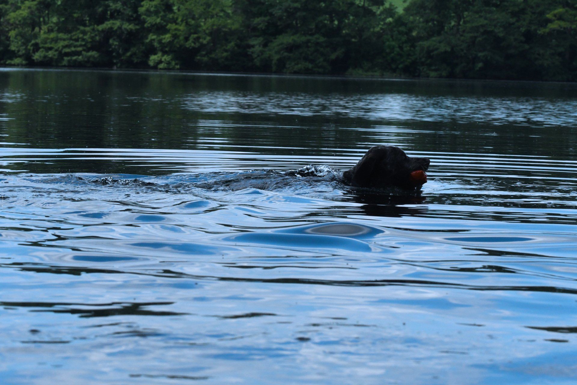 Braque du Bourbonnais Chiot - Bourbonnaiser Vorstehhund
