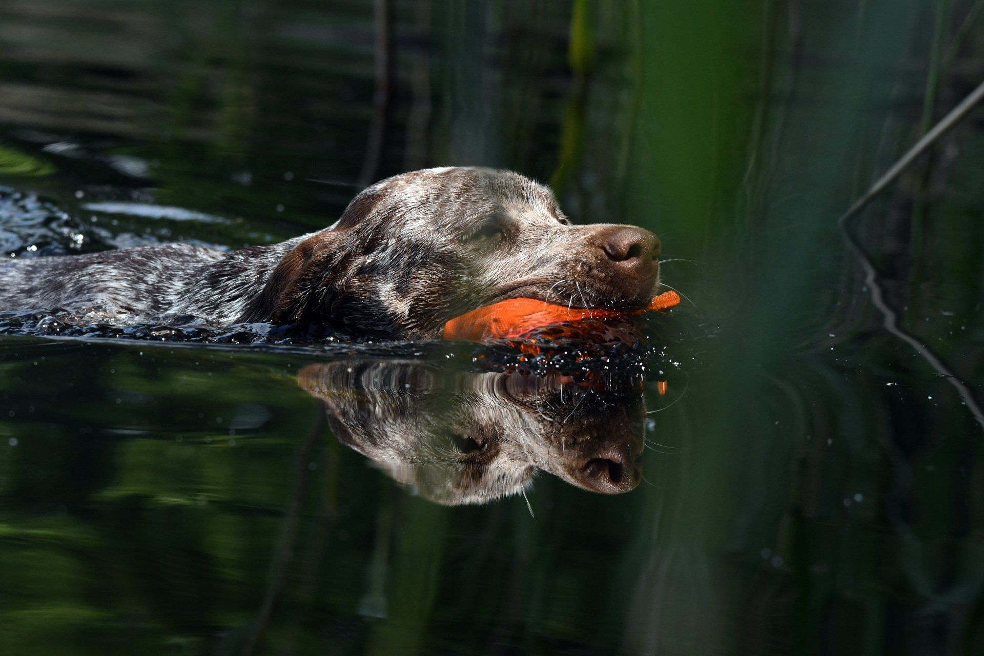 Braque du Bourbonnais Chiot - Bourbonnaiser Vorstehhund Welpe