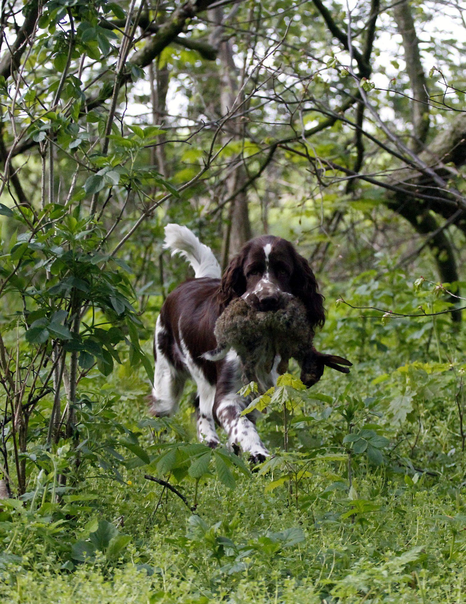 English Springer Spaniel Puppy retrieving, Springfield's Emma Peel