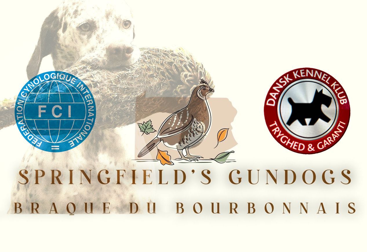Springfields Gundogs Braque du Bourbonnais Zucht Braque du Bourbonnais Zucht FCI