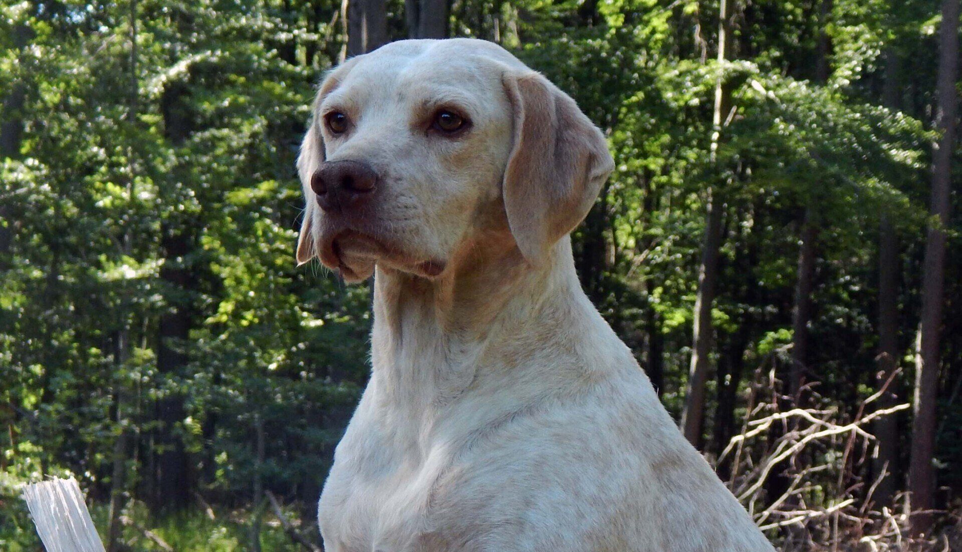 VAJANI´S TRESOR NURI