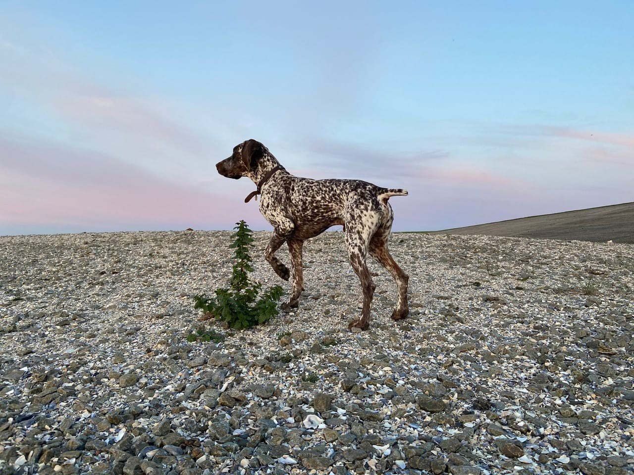 Braque du Bourbonnais Ofir du
