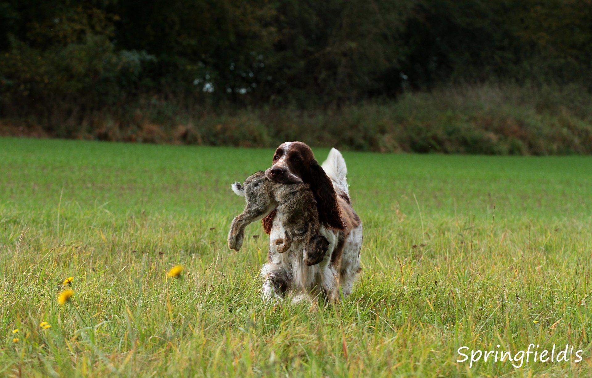 English Springer Spaniel apportiert das Kanin Springfield's Emma Peel