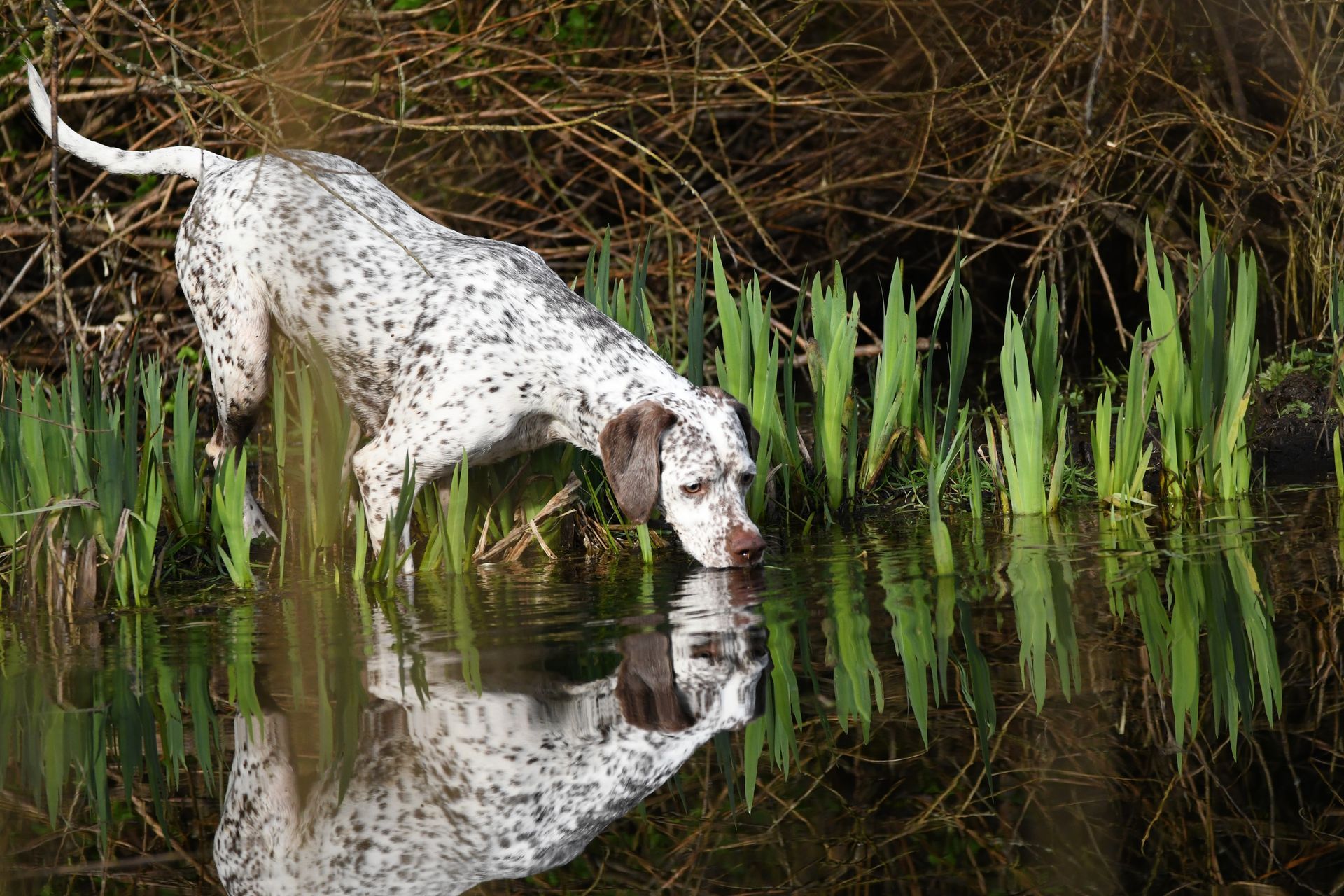 Felicia Fleur vom Elstermann Hof