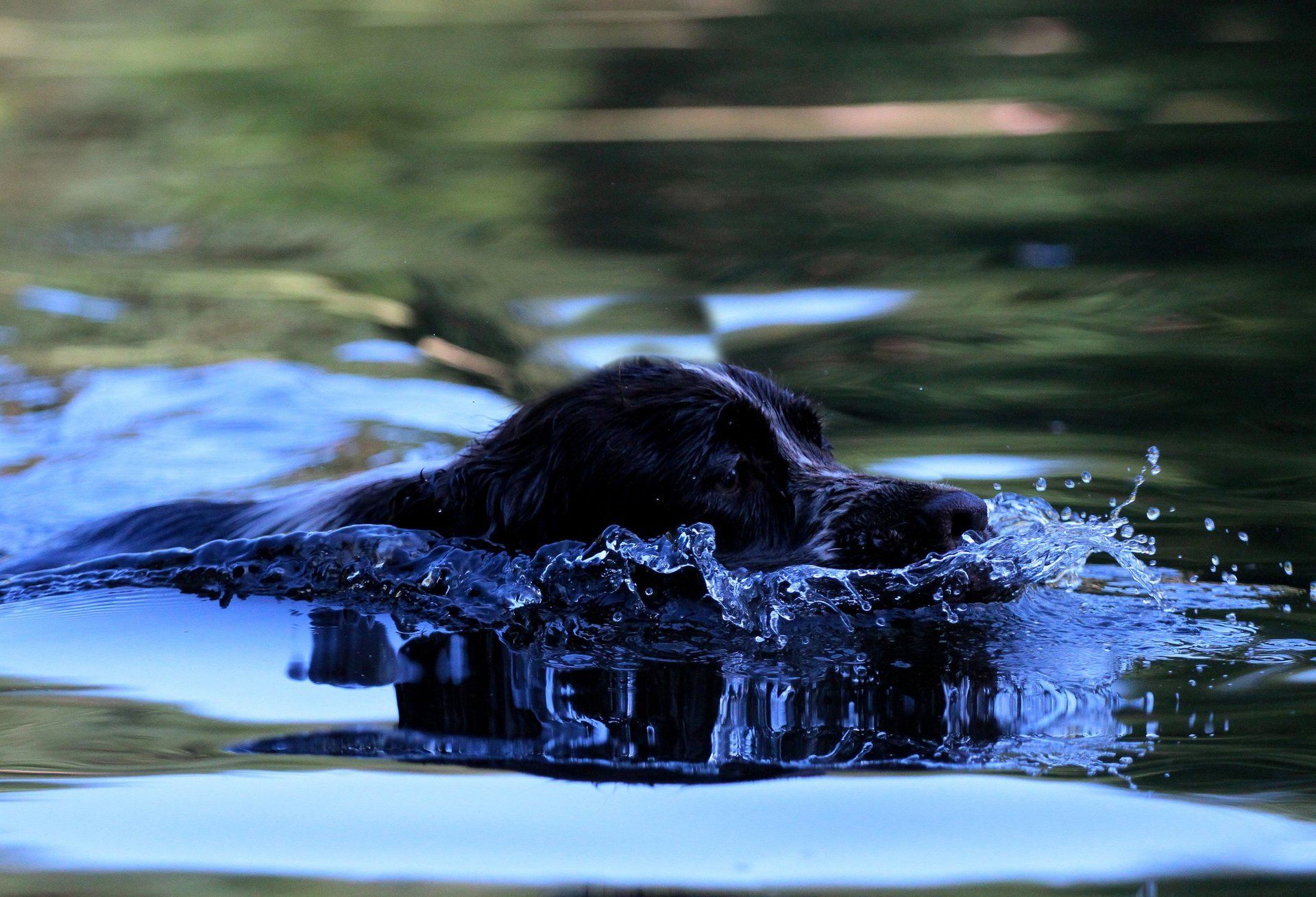 English Springer Spaniel Wasserfreude