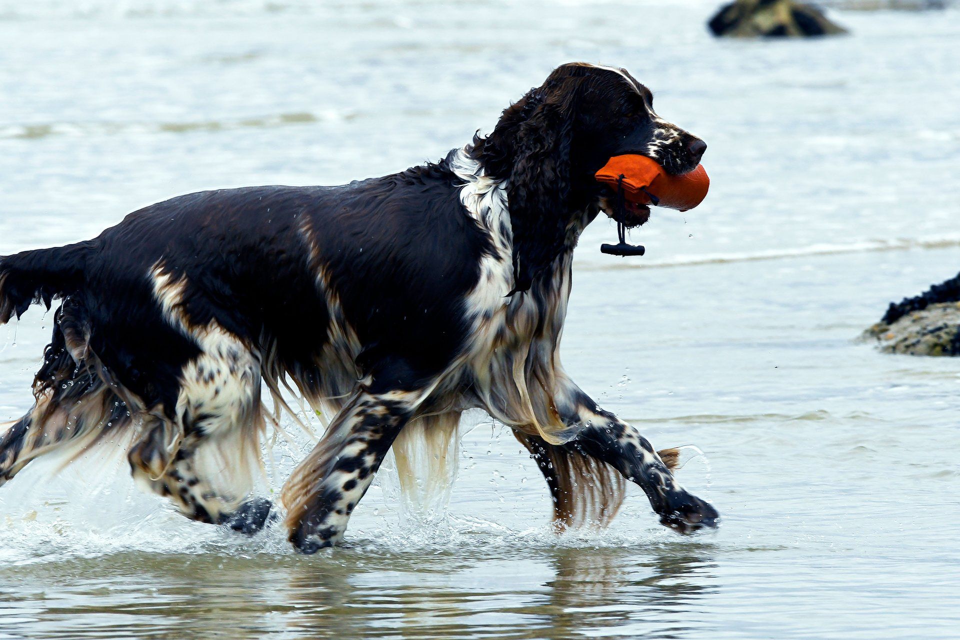 Springfield's Emma Peel Apport