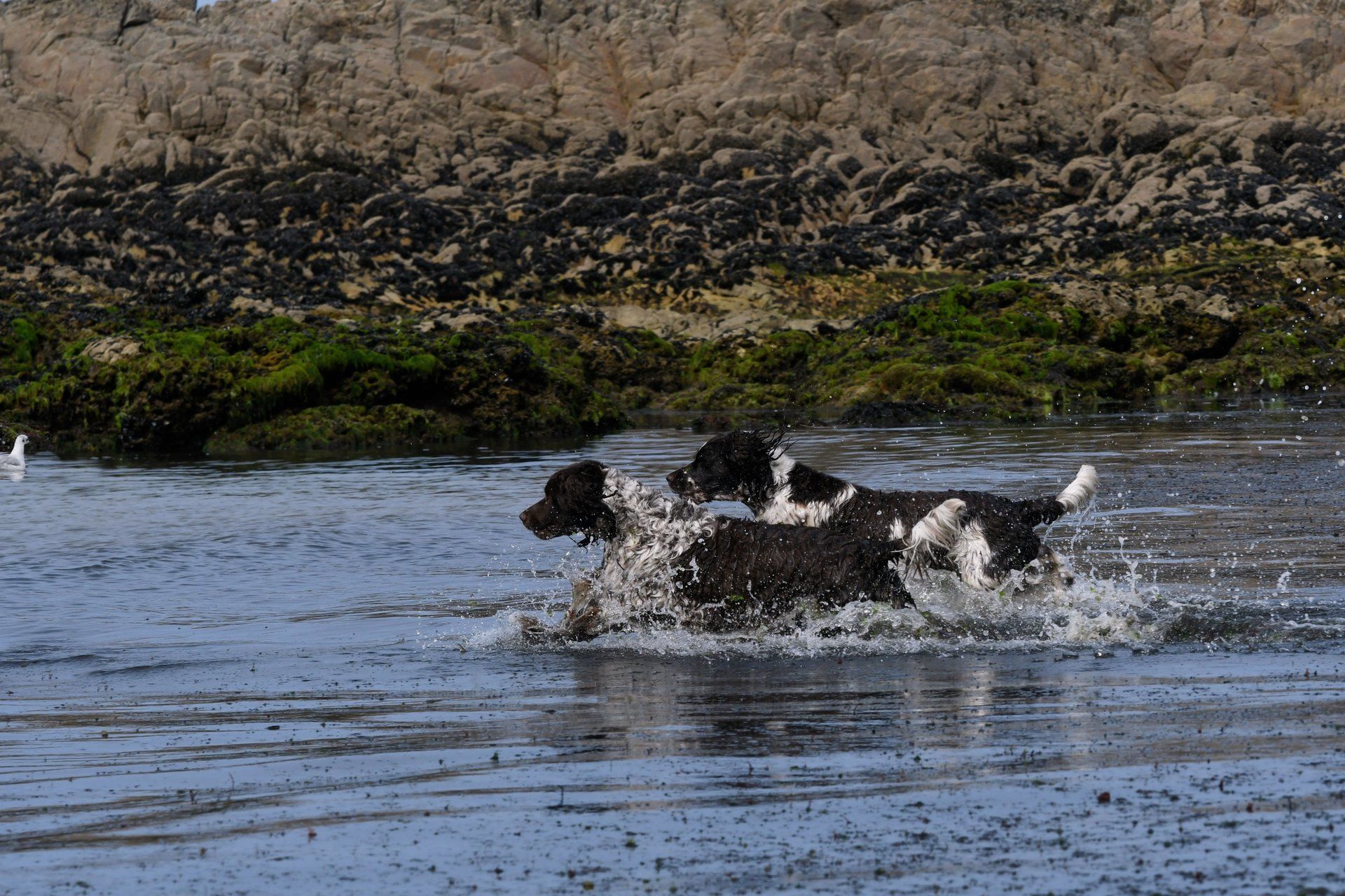 English Springer Spaniel Atlantic Coast Springfield's