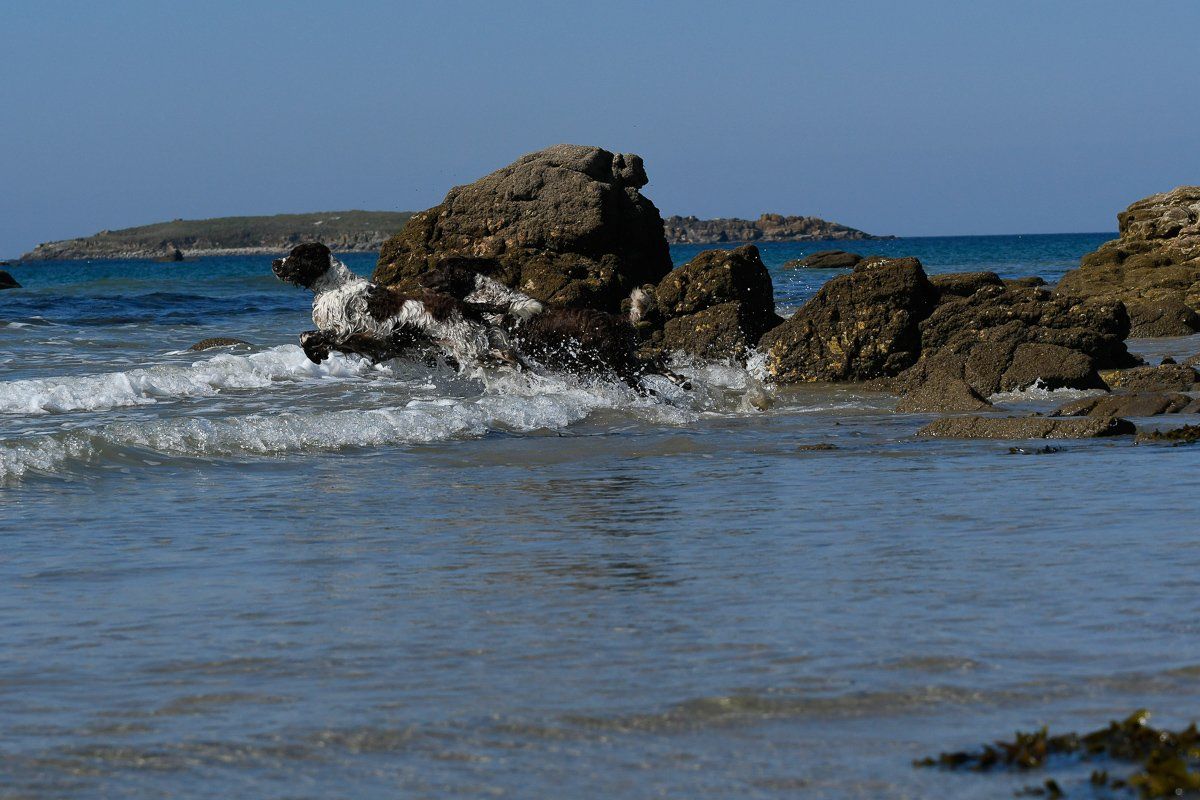 English Springer Spaniel Atlantic coast