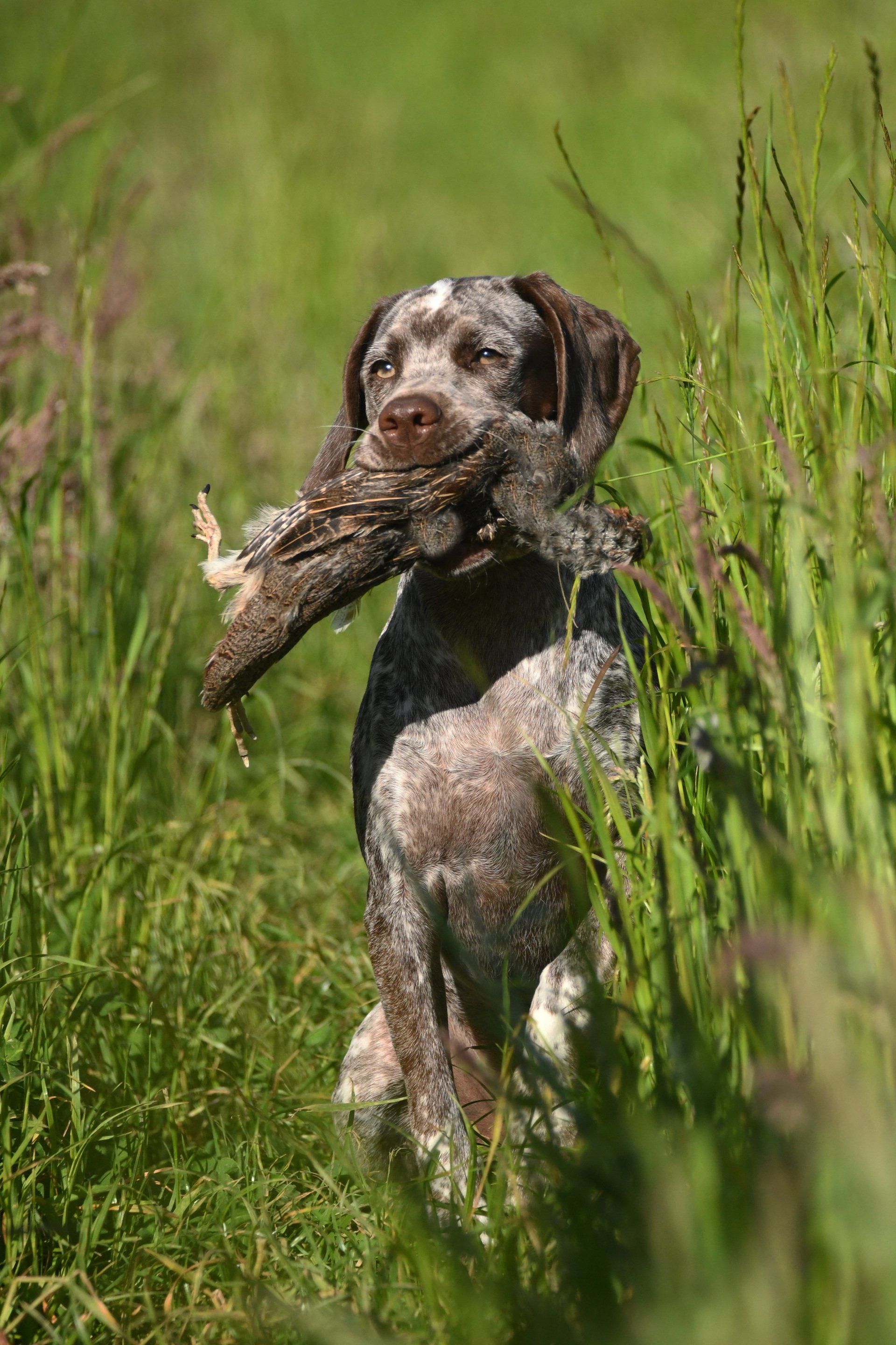 Braque du Bourbonnais Chiot - Bourbonnaiser Vorstehhund Welpe