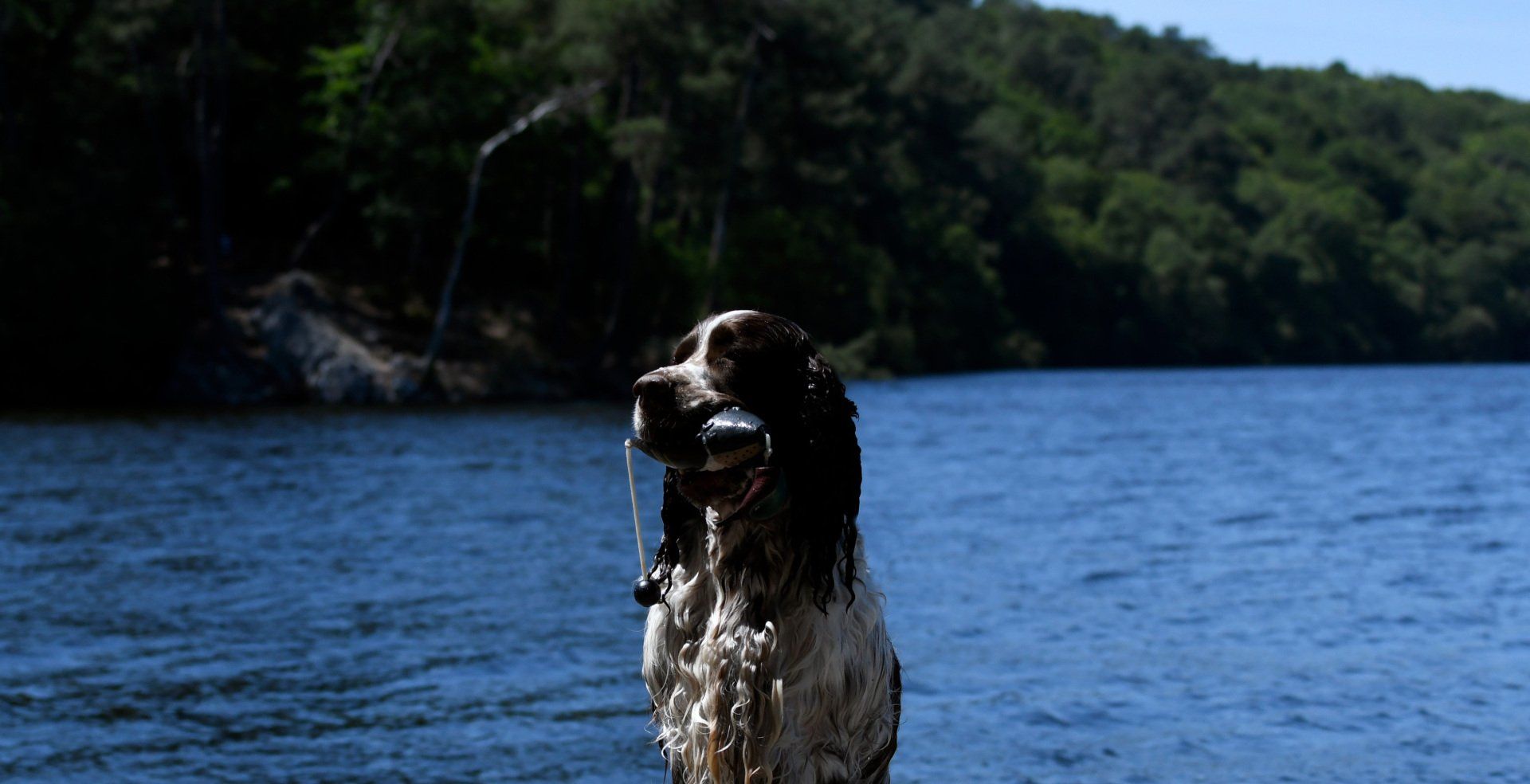 English Springer Spaniel Lac de Guerledan