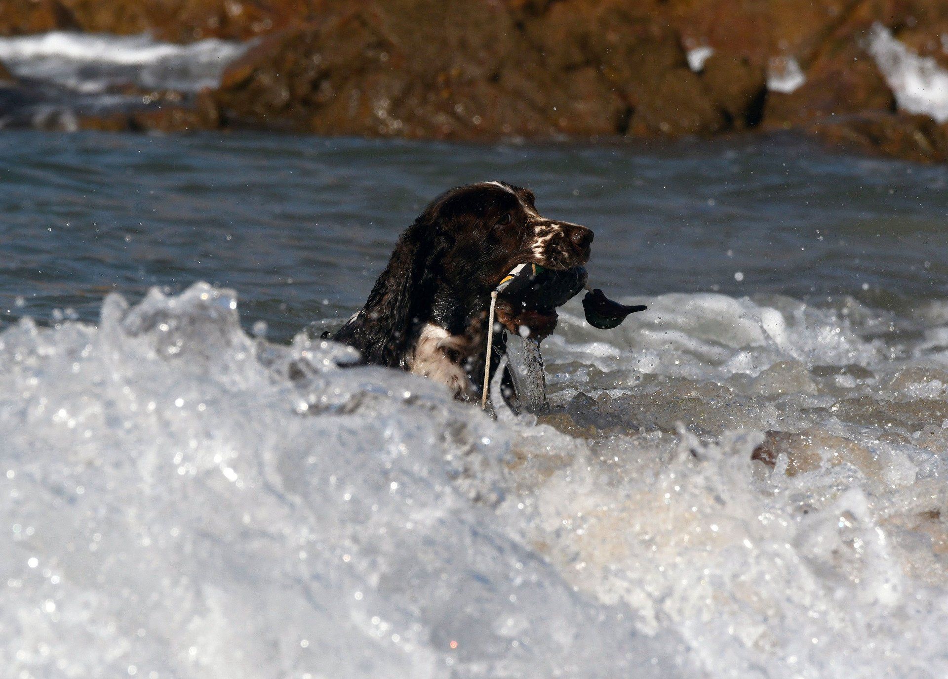 Springfield's Emma Peel English Springer Spaniel apportiert am Atlantik