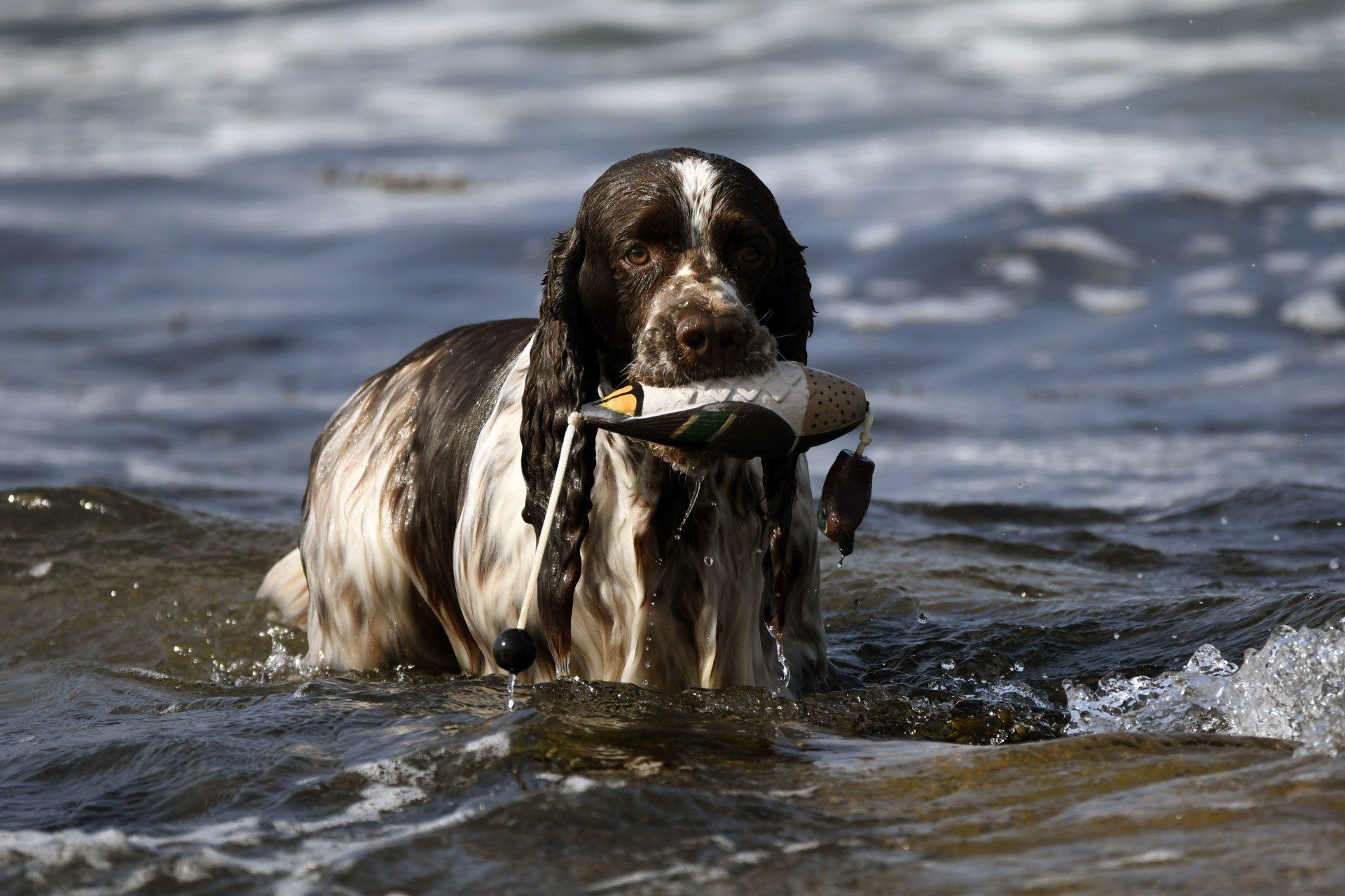 Springfield's Earl Edward English Springer Spaniel
