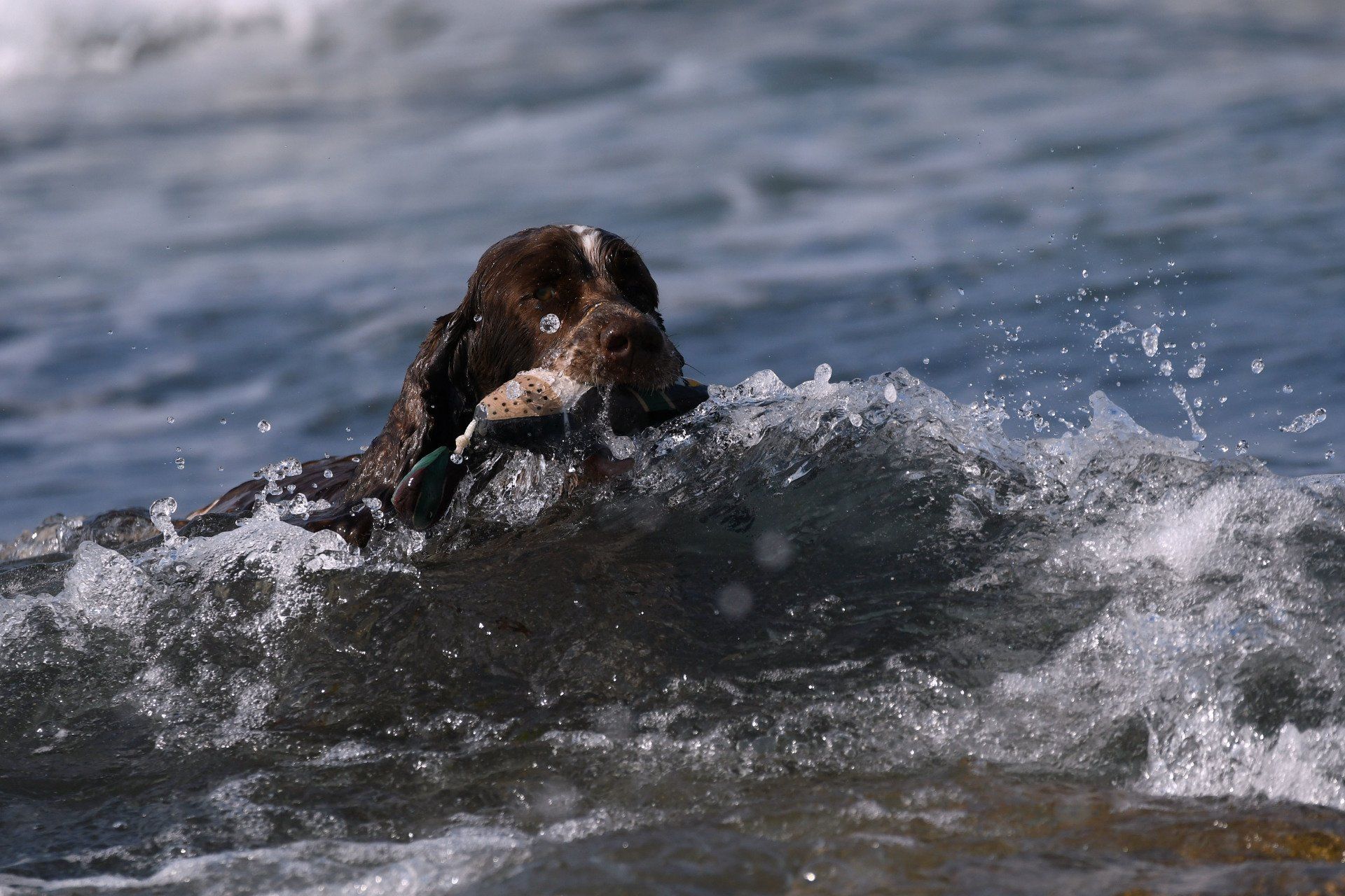 English Springer Spaniel Springfield's Debbie Delilah