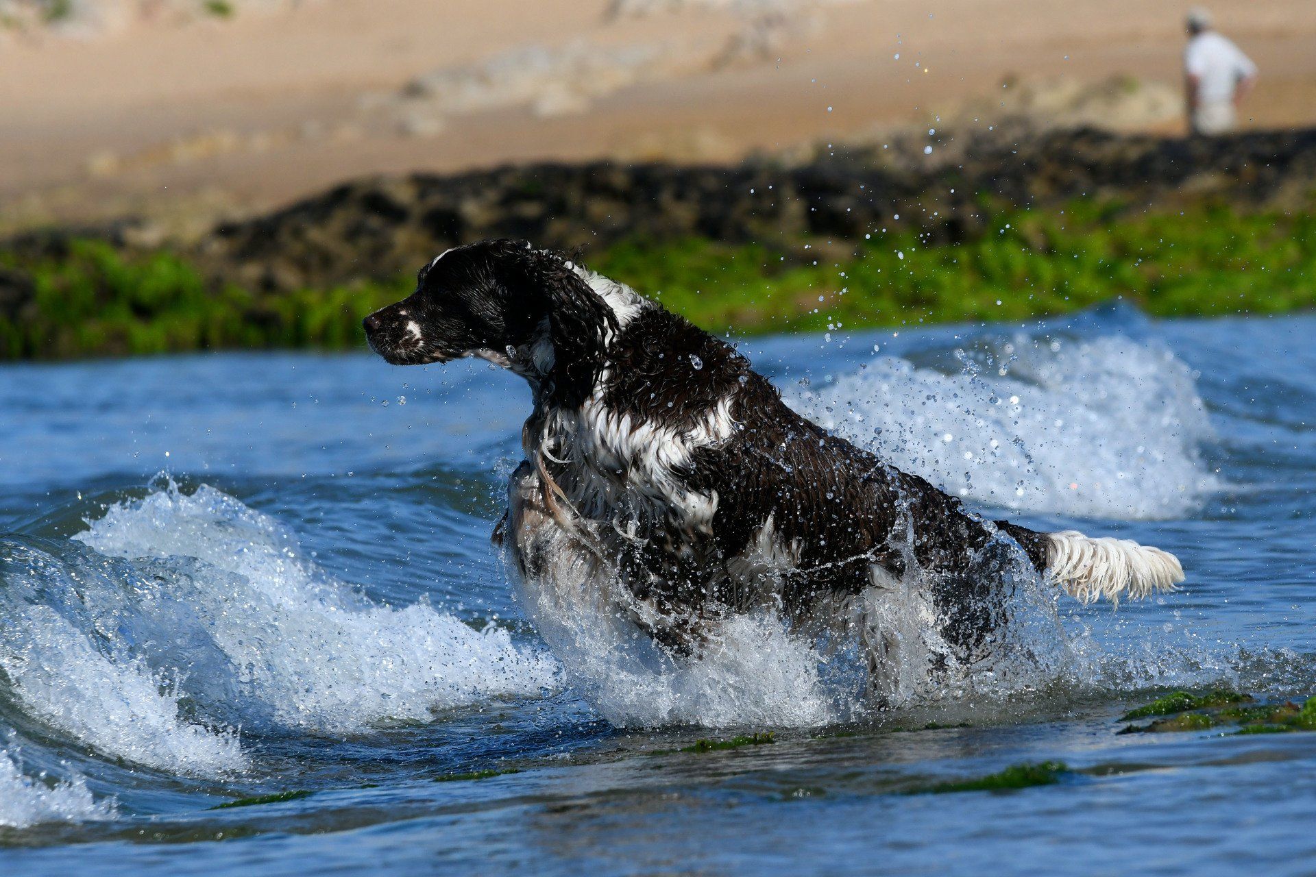 Springfield's Emma Peel English Springer Spaniel Wasserfreude