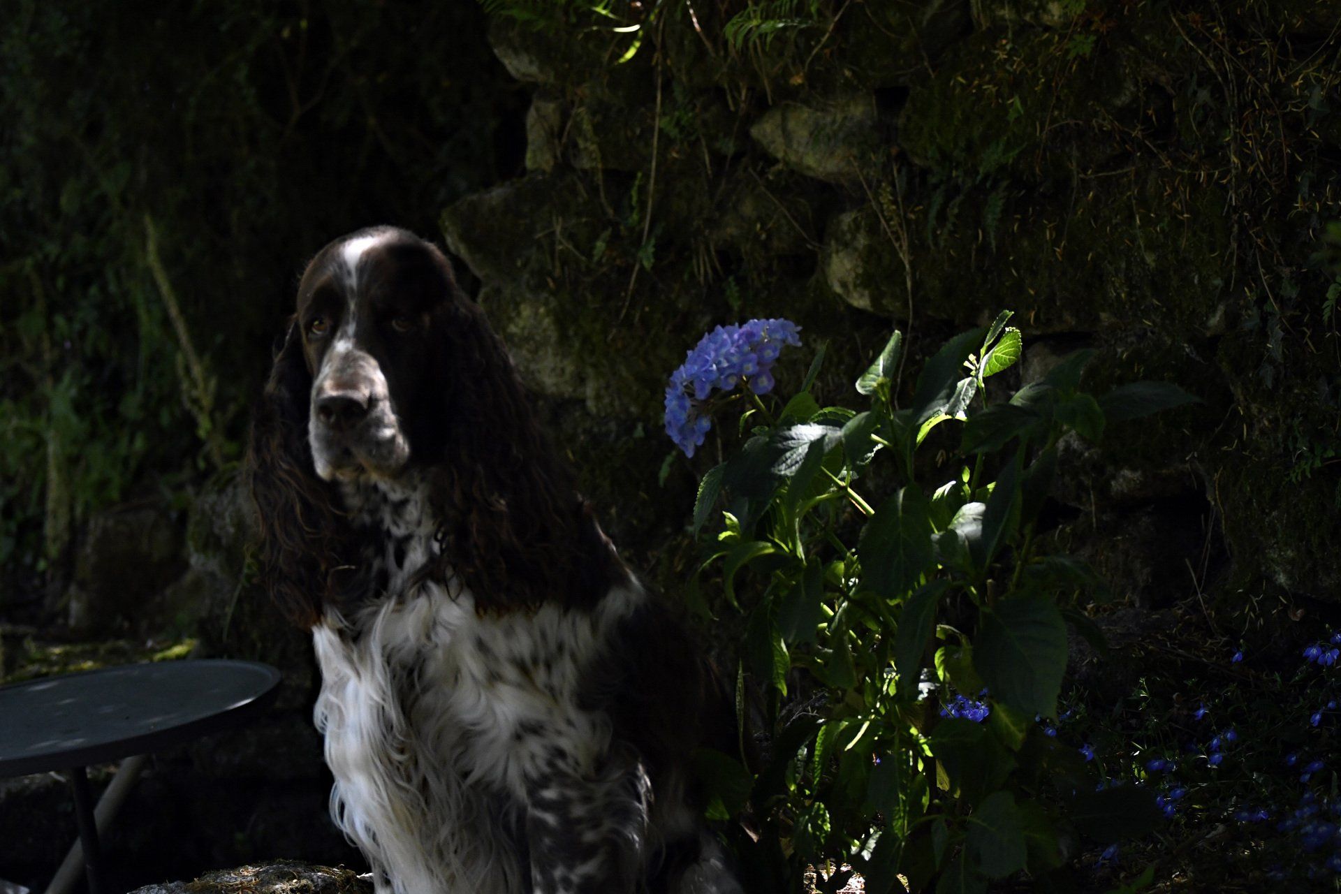 English Springer Spaniel Portrait Springfield's Emma Peel