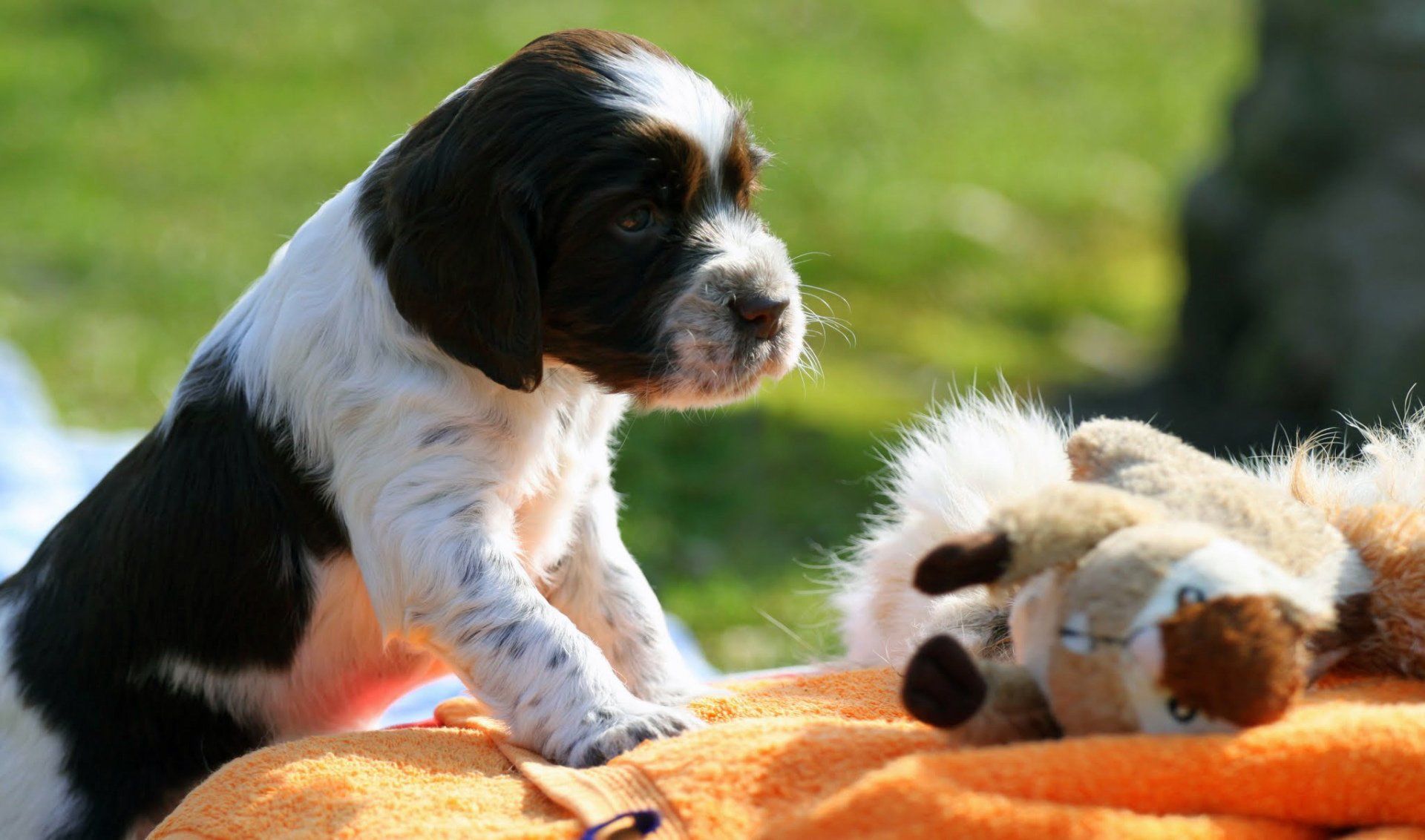 English Springer Spaniel 4 weeks old
