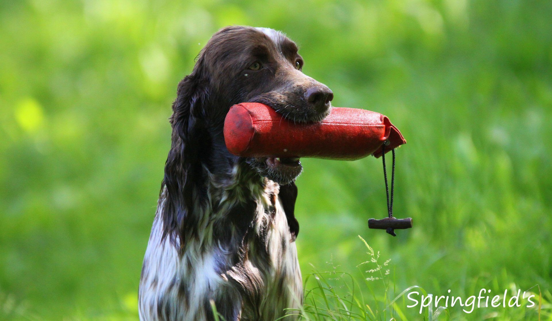 English Springer Spaniel Dummy-Training Springfield's Debbie Delilah