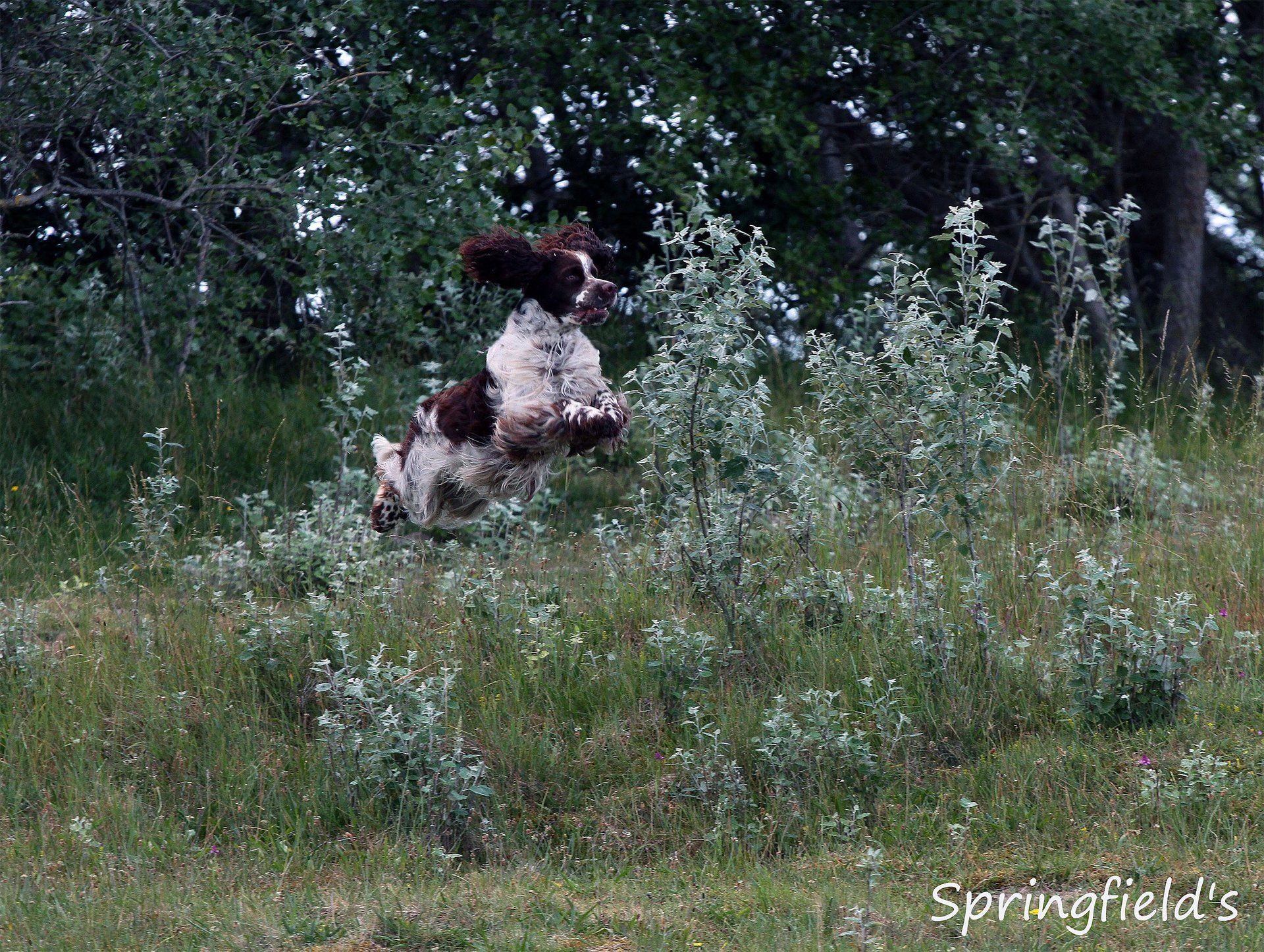 English Springer Spaniel Einsprung ins Gelände Springfield's Earl Edward