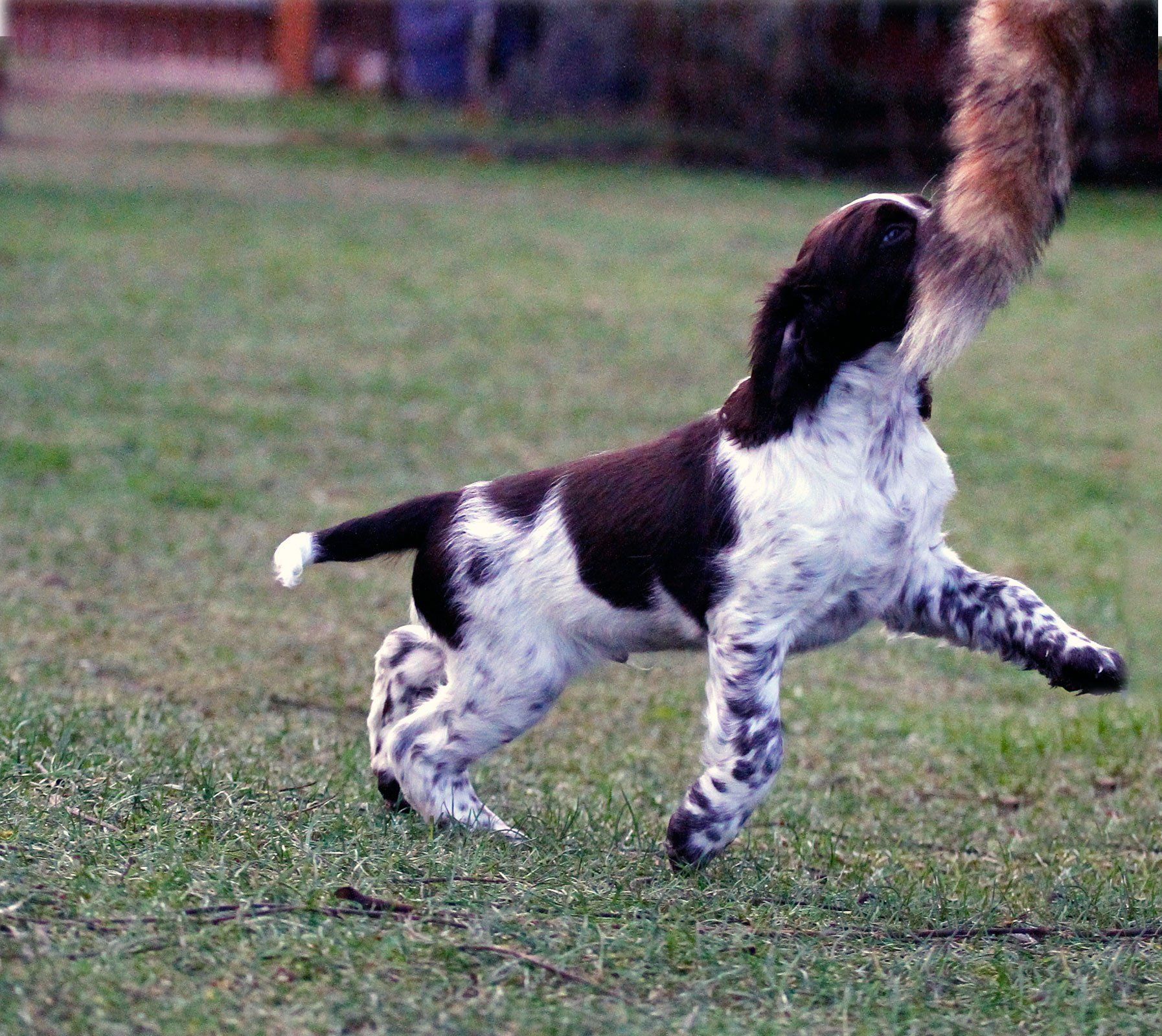Springfield's Earl Edward als Welpe, English Springer Spaniel Puppy