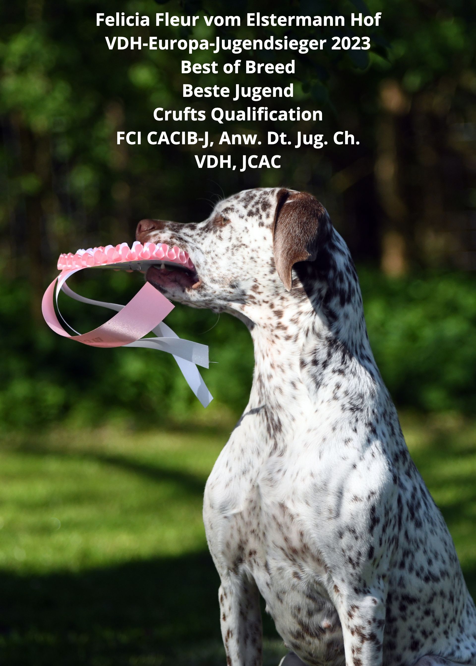 VDH Europa-Jugendsieger Felicia Fleur vom Elstermann Hof, Springfield's Gundogs