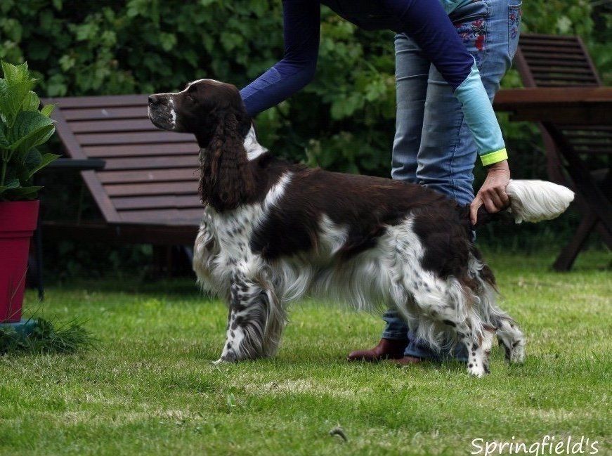 Springfield's Emma Peel
