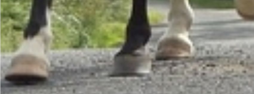 Exploring the causes of horse stumbling and hoof health issues