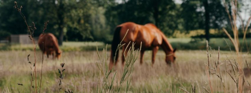 A photo of a diverse pasture field on a sunny day with emphasis on the grasses, and horses in the ba