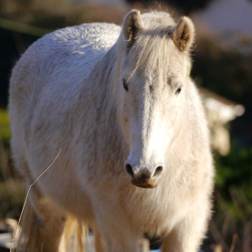 An EMS/IR cresty horse grazing spring grass illustrating metabolic risk in EMS and hyperlipidemia