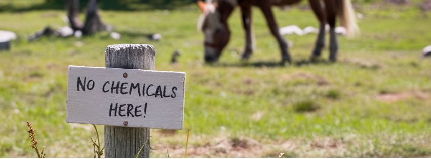 A horse grazes in the distance on meadow pasture with trees, embodying toxin-free natural living.