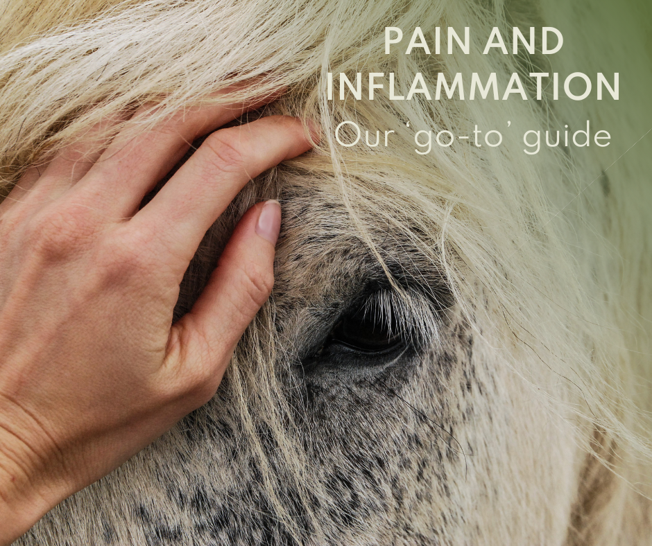 A calm image of a horse in a peaceful, natural setting, being comforted by a gentle hand.