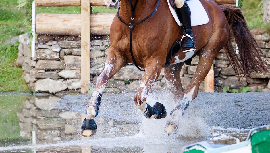 Eventing horse galloping joint care