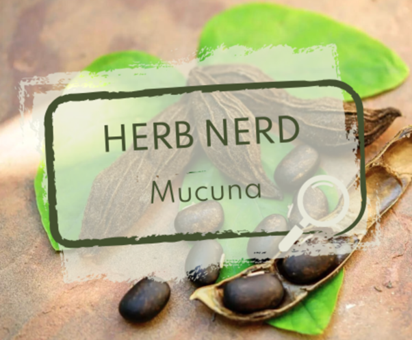 An image of the Mucuna pruriens herb, also known as Velvet Bean, with text describing a blog.