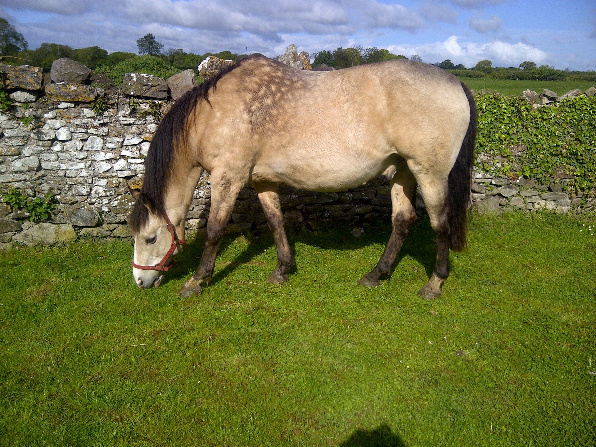 Image of EMS/IR horse on a sunny day eating grass