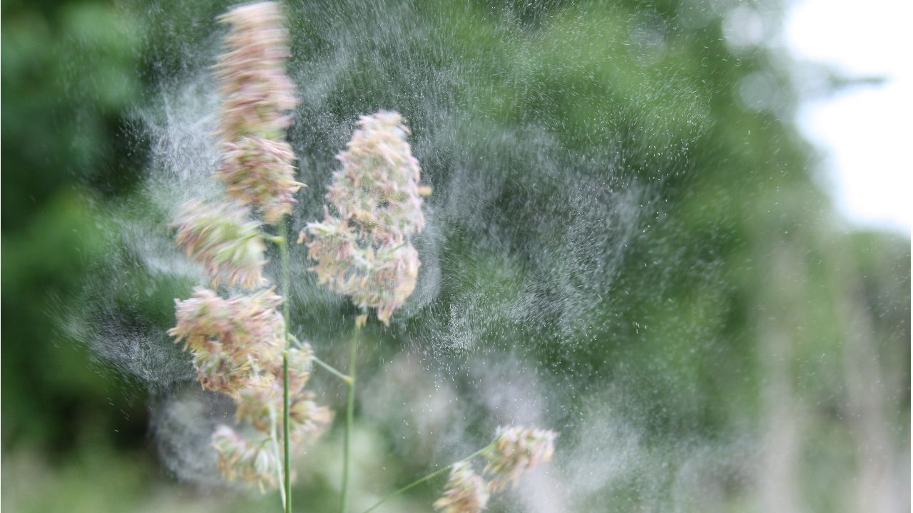 An image of grass pollens being shaken off the grass seed head