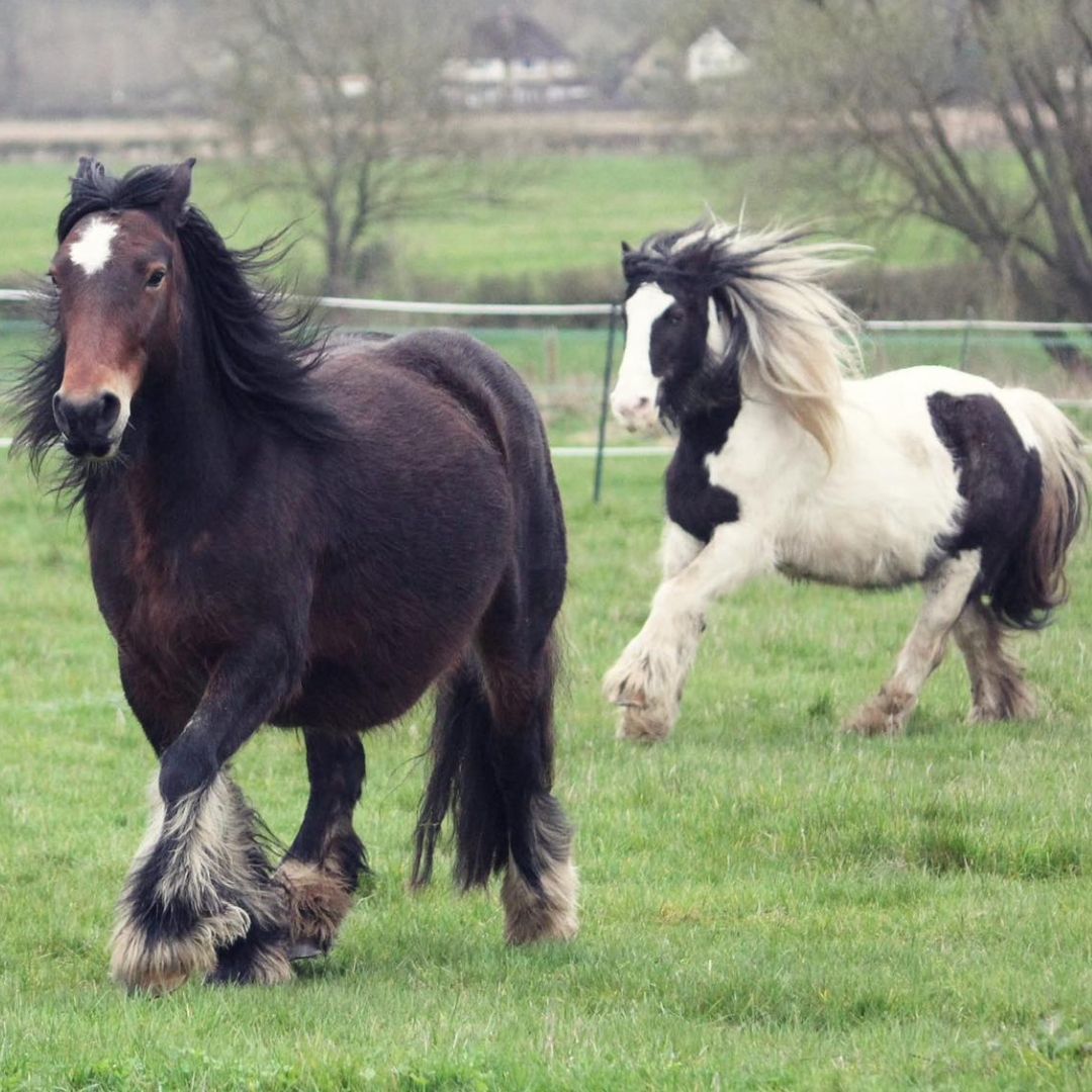 Image of feathered cob ponies prone to mallenders sallenders