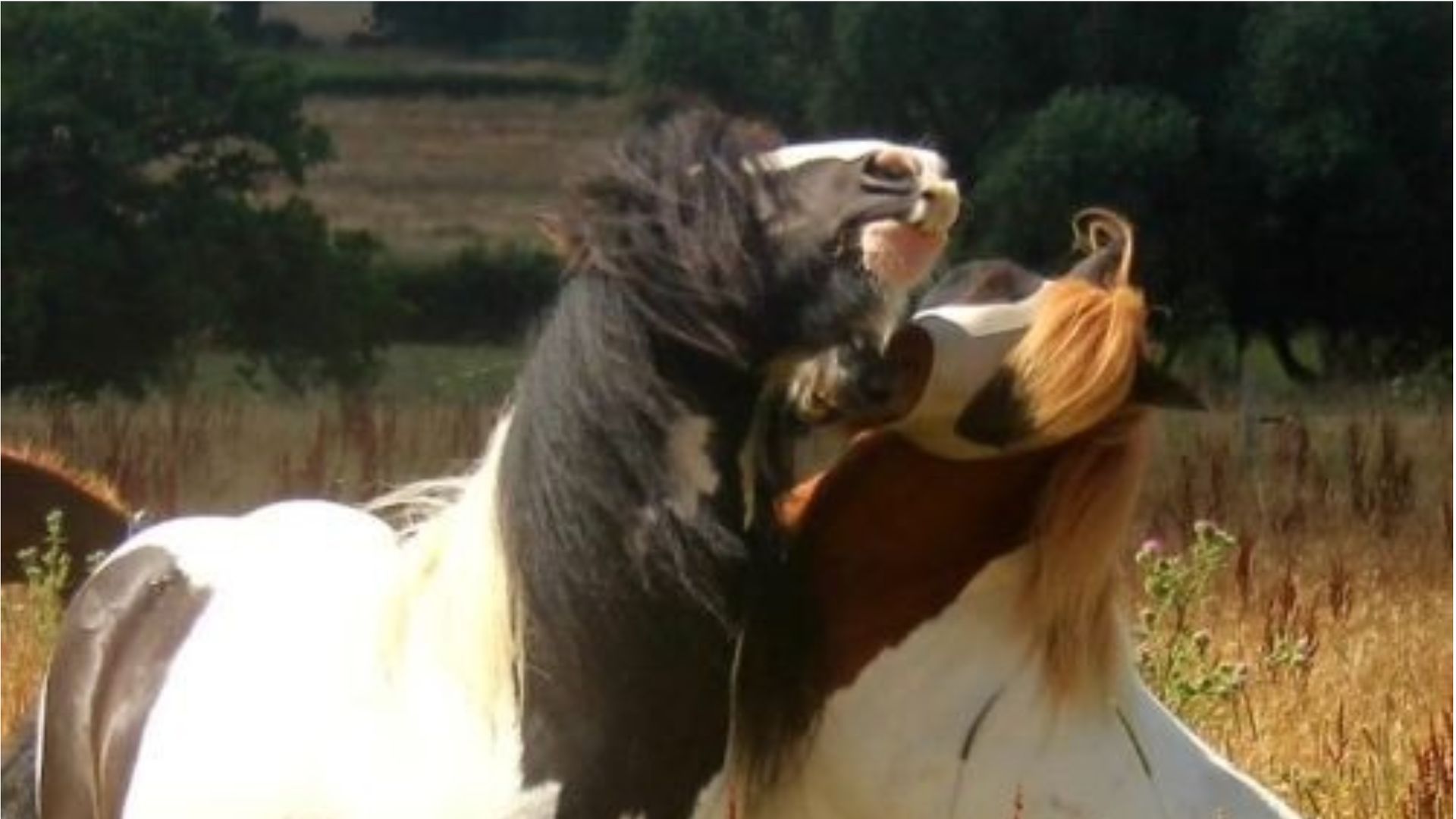 Healthy ponies playing, indicating a healthy equine microbiome