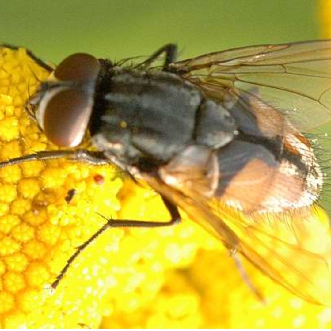 Image of Musca autumnalis (face-fly), thought to be the carrier of  Bovine Papillomaviruses (BVP)