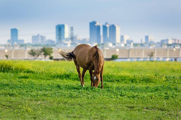 Chestnut horse grazing lush green pasture with urban skyline in the background during spring