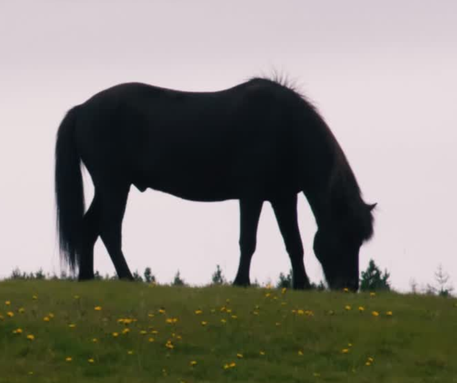 Bay horse playing freely in a sunny field, representing healthy muscle movement and natural vitality