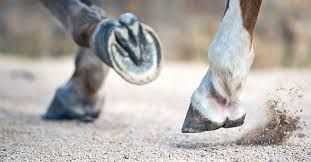 An image of healthy robust barefoot hooves in action