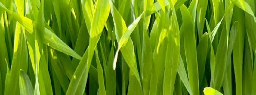 Close-up of young, vibrant barleygrass shoots growing in sunlight – symbolising natural nutrition