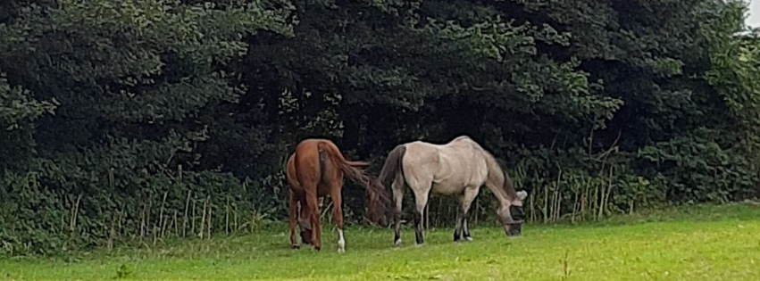 Horses taking shelter from natural tree shade on a hot summerโs day