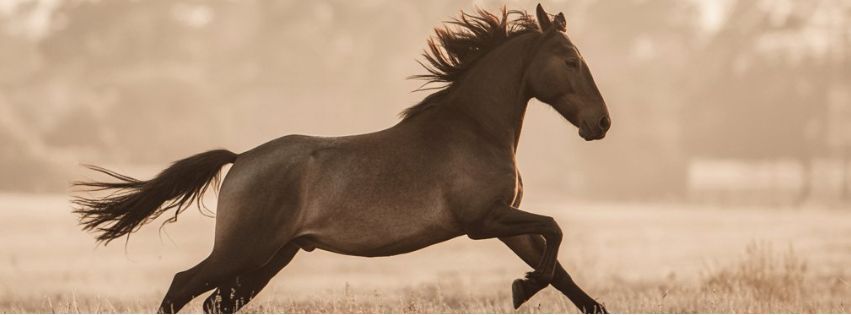 Image of wild horses galloping to emphasise the importance of strong muscles