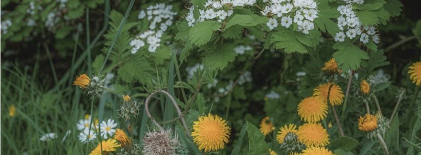 spring herbs for horses