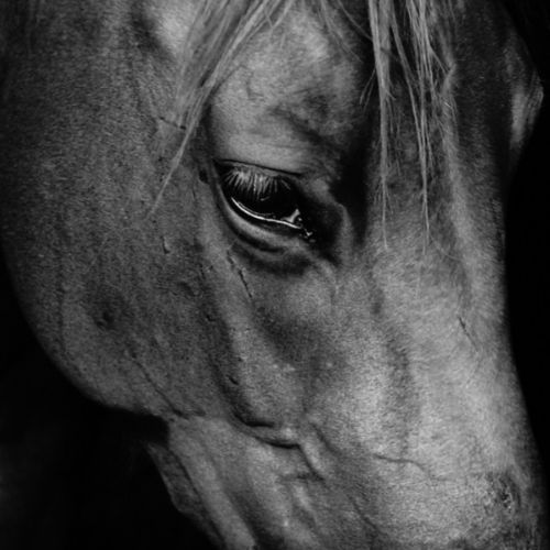 Horse experiencing stress