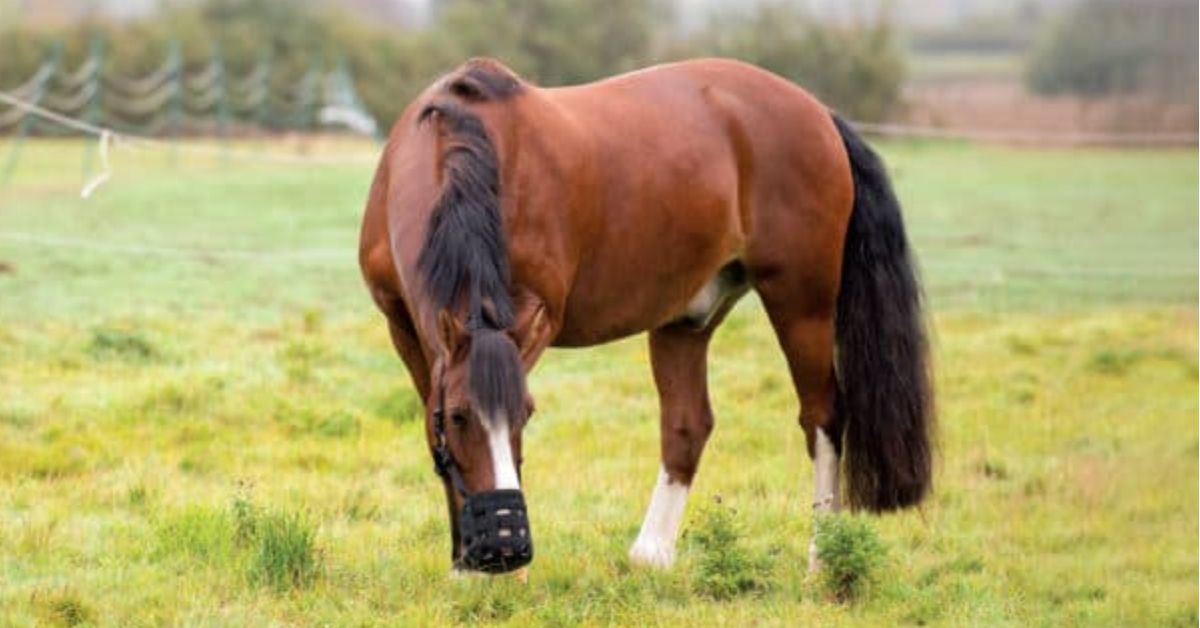 Horses grazing on spring pasture with grazing muzzle